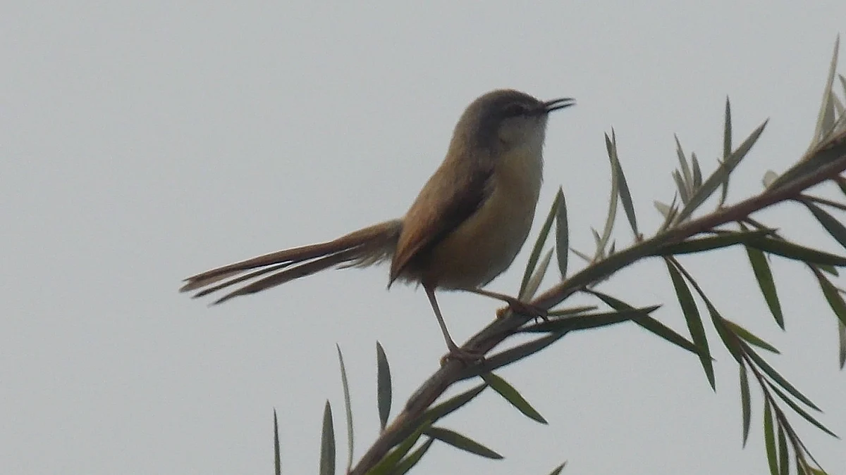 Ashy Prinia