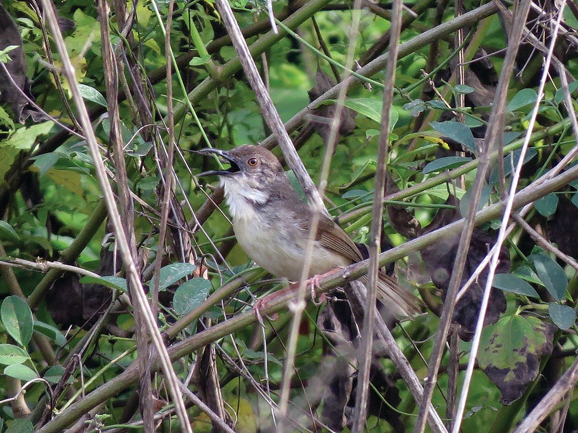 Jungle Prinia