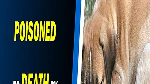Over 300 dogs poisoned to death by Andhra village panchayat, alleges activist