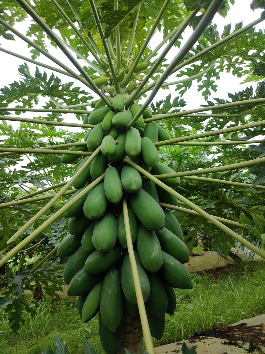 Women's self help group of Chhattisgarh gets lauded at Fresh India Show 2021