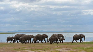 Kenya to raise $910K for conservation of elephants