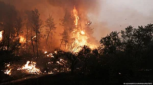 Wildfires, noise pollution, disruptive timing of life cycles looming threats: UN report