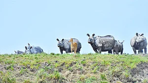 Assam to destroy 2,500 rhino horns, ivory, animal parts