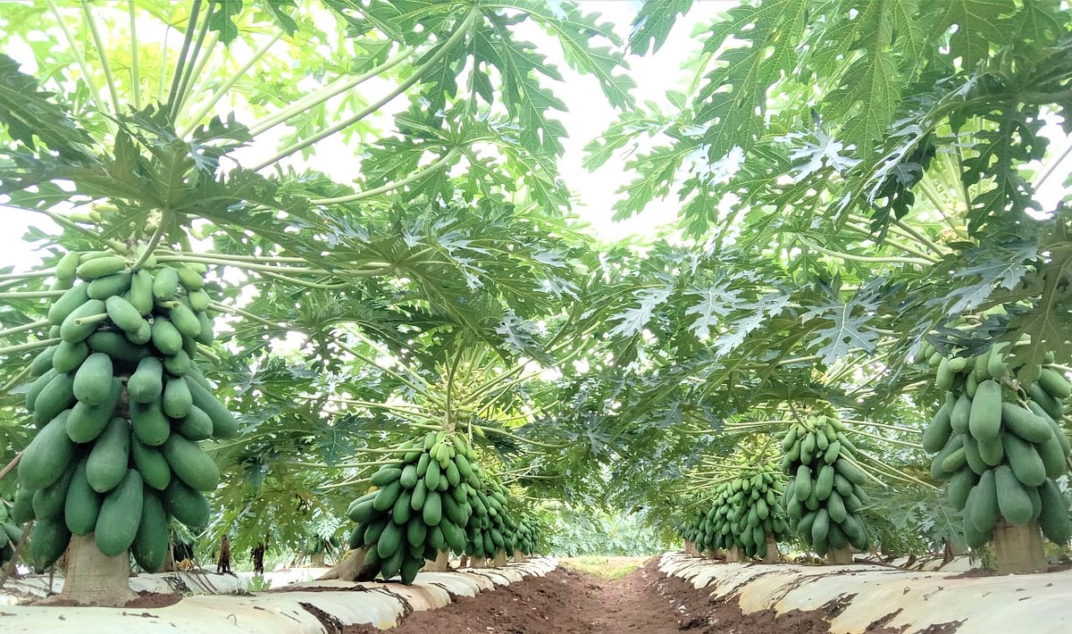 Women's self help group of Chhattisgarh gets lauded at Fresh India Show 2021