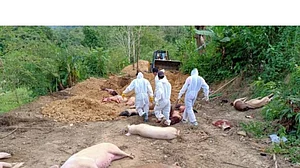 African Swine Fever kills 25,260 pigs in Mizoram; causes Rs 121 cr loss