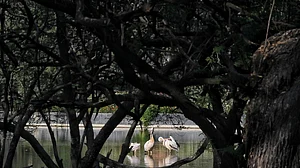 Forest, wildlife personnel in Delhi get new dress code