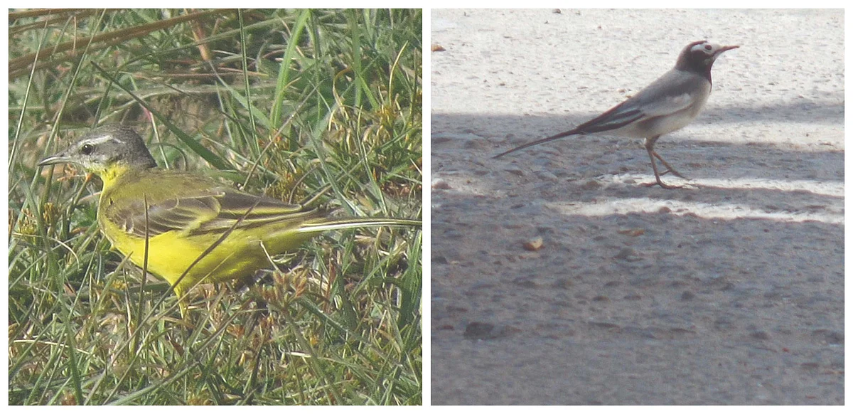 Birding: Visiting Wagtails from Europe, Central Asia
