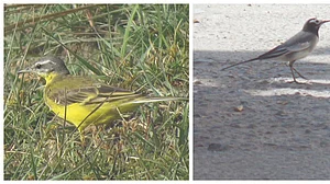 Birding: Visiting Wagtails from Europe, Central Asia