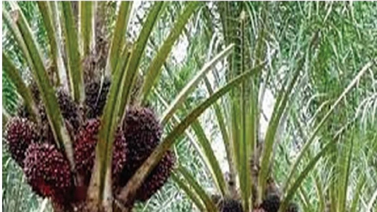 The misadventure of planting palm trees