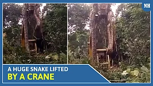 Watch the viral video of a huge snake lifted by a crane