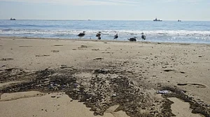 'Massive oil spill off California coast a potential ecological disaster'