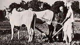 Pt Nehru interacts with a farmer tilling his land