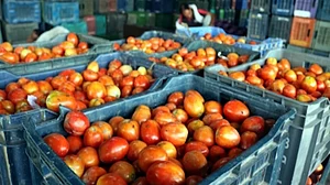 Tomato prices skyrocket in Chennai after supplies hit by heavy rainfall