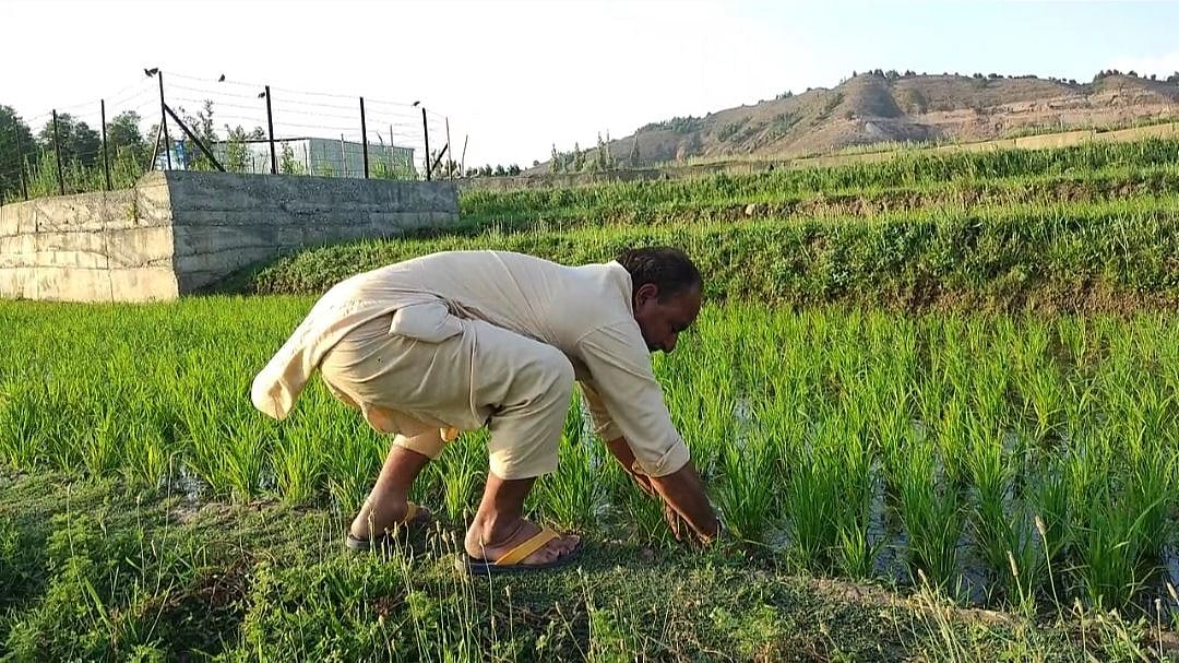 Mukhtar Ahmad working in his small rice field (Photo: Rayies Altaf)