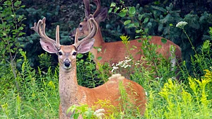129 deer in US contract Covid, infection likely spread from humans: Study