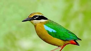 Rare migratory birds spotted in Lucknow