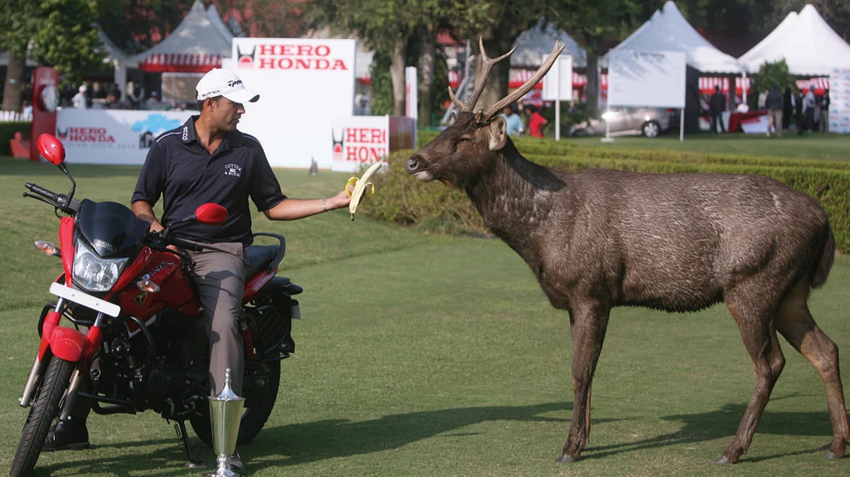 Golfer Arjun Atwal feeds a sambar deer at Delhi Golf Club