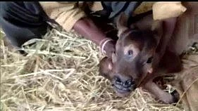 Chhattisgarh: Jersey cow gives birth to calf with three eyes; villagers call it avatar of God