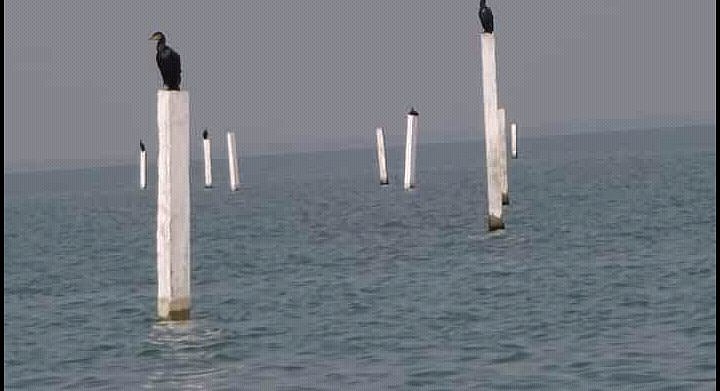 New species of otter, near-threatened duck spotted in Odisha's Chilika Lake