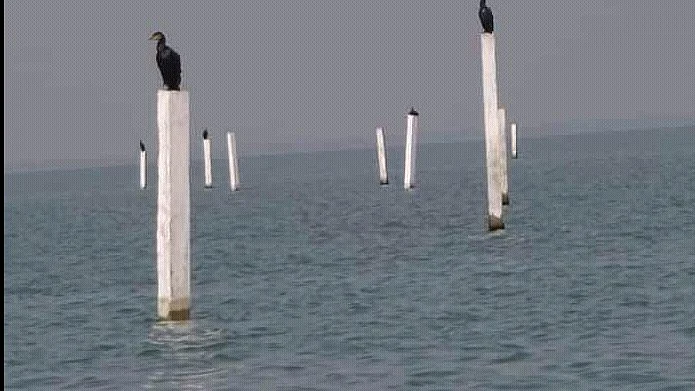 New species of otter, near-threatened duck spotted in Odisha's Chilika Lake