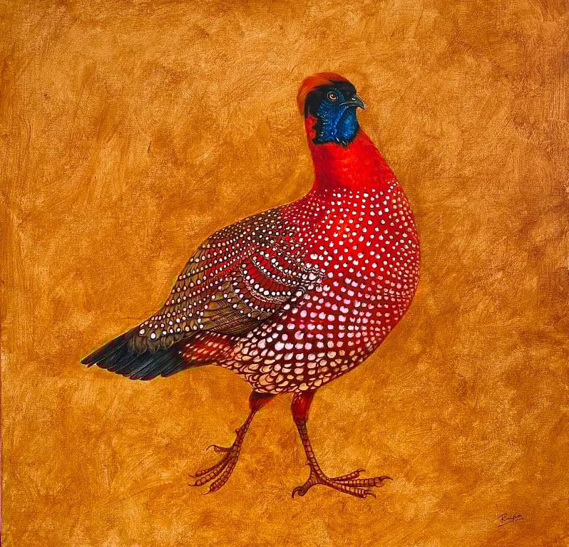 Satyr tragopan