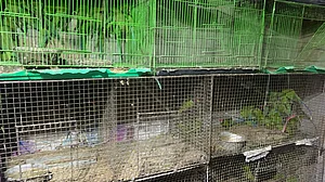 Thousands of birds rescued from illegal traders near Jama Masjid