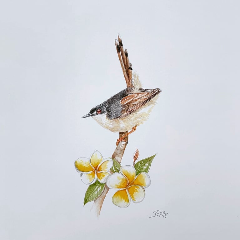 Ashy prinia in a champa tree