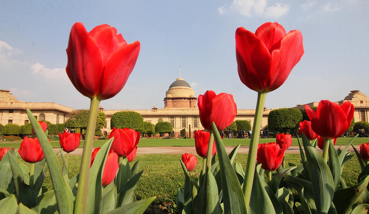 Different shades and colours of the blooms at Mughal Garden in Delhi
