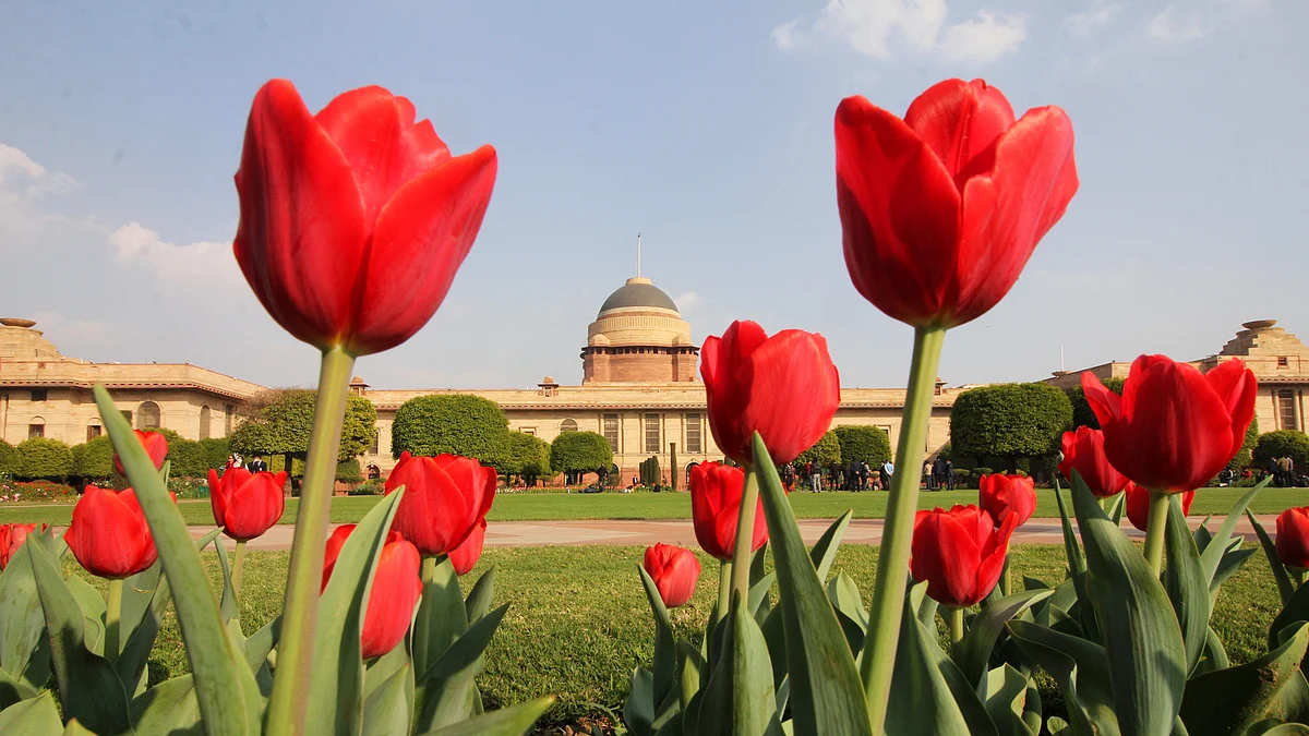 Different shades and colours of the blooms at Mughal Garden in Delhi