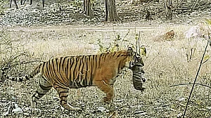Ranthambhore Tiger Reserve: More tigers than it can hold