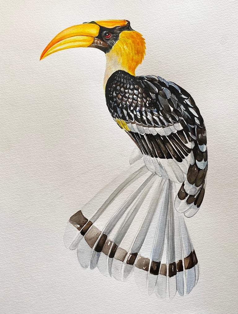 Great Hornbill