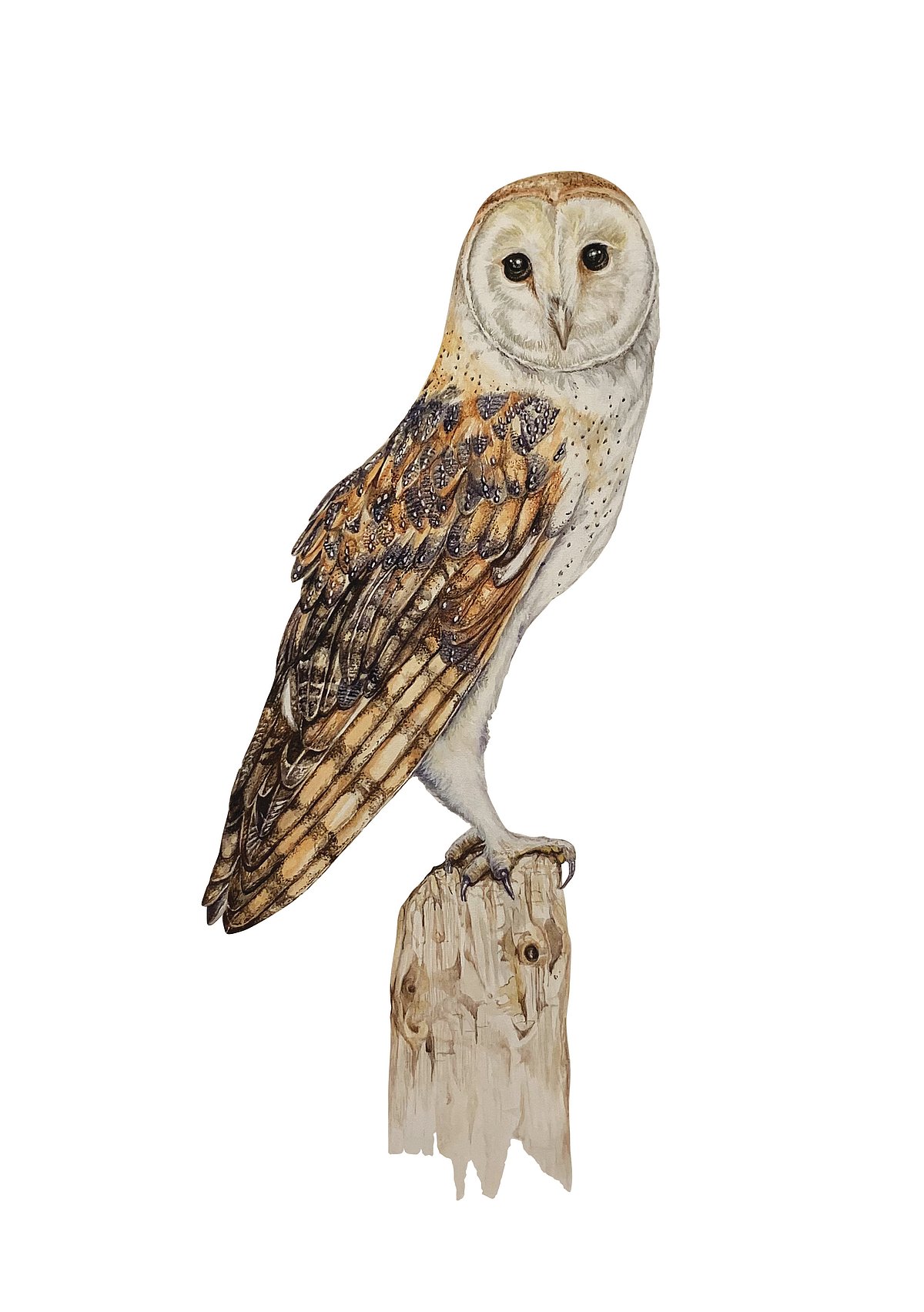 Barn owl