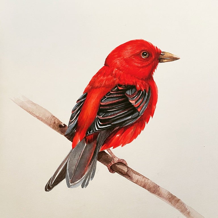 Scarlet finch