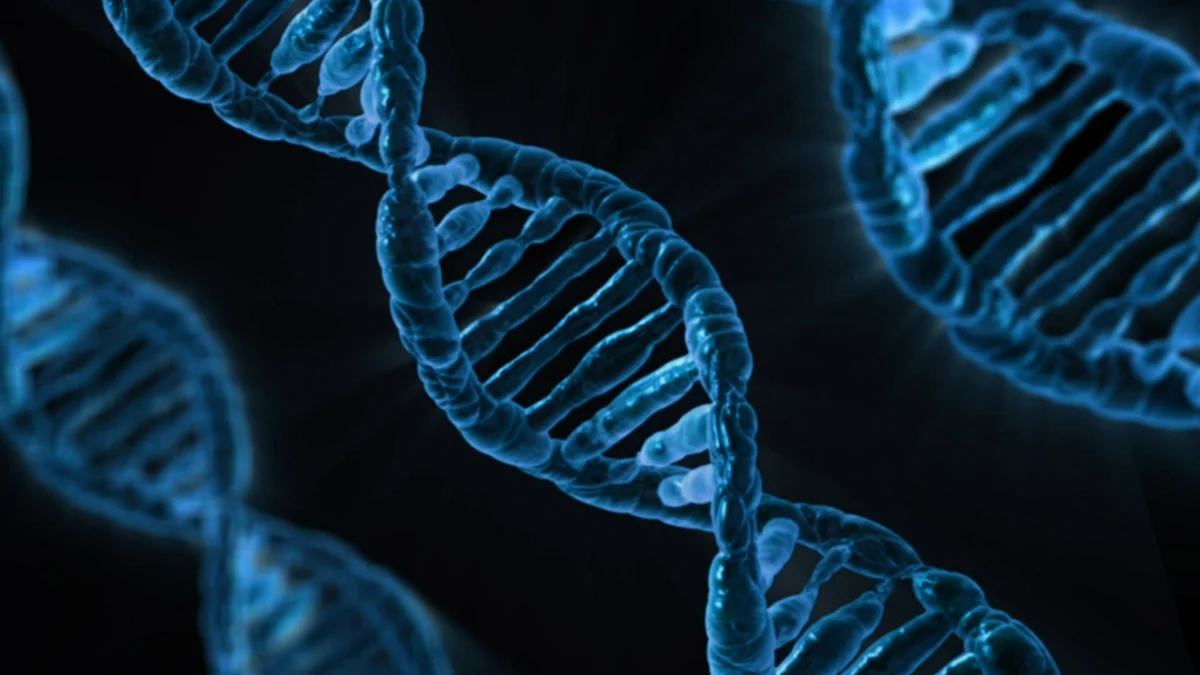 Aussie scientists unravel vital role of 'junk' DNA