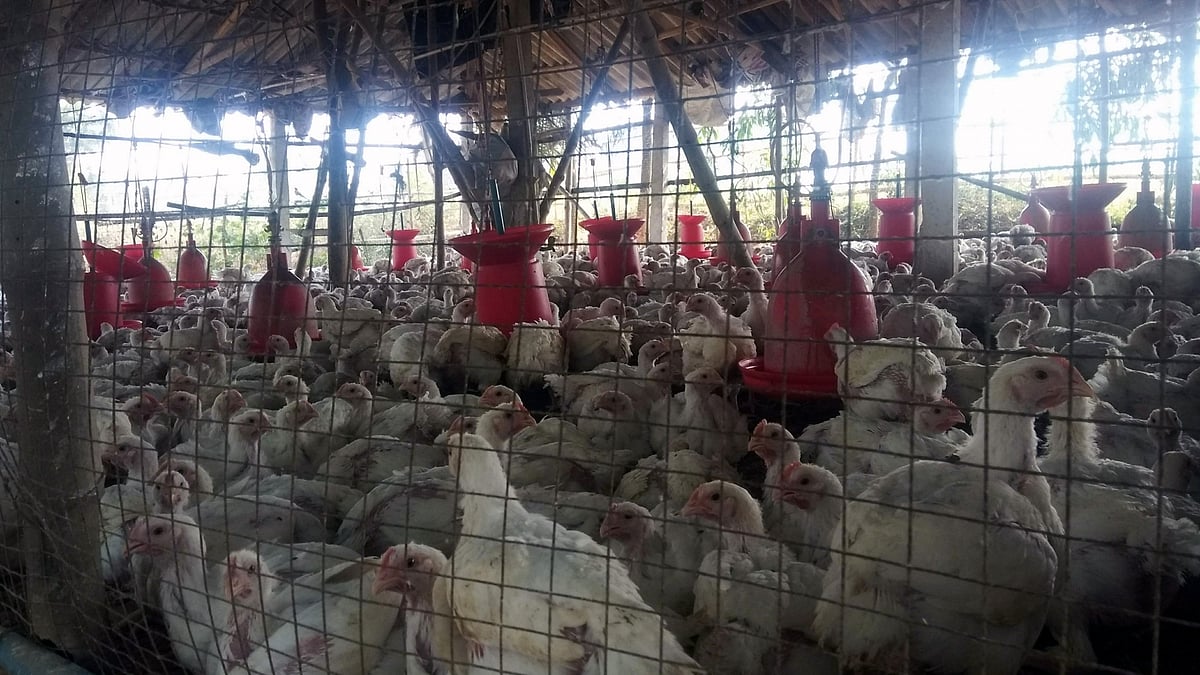 Poultry farm