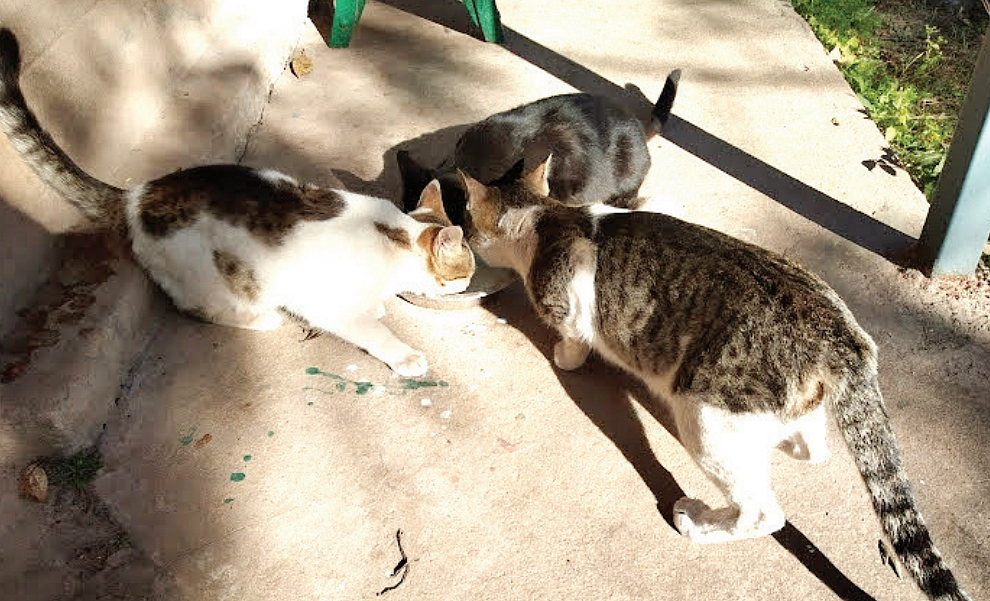 The cats of the wild at Sanawar