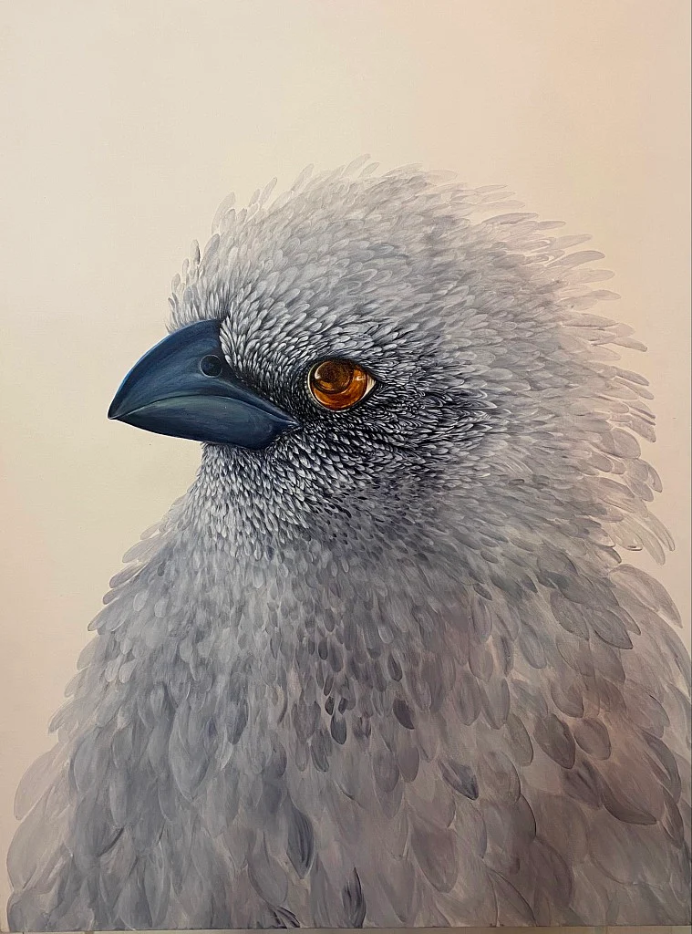 Apostlebird