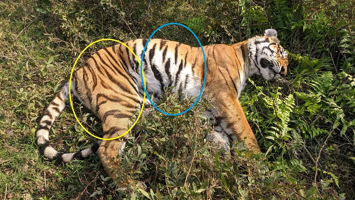 Female Royal Bengal tiger found dead in Assam's Kaziranga