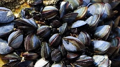 Microplastics in blue mussels signal plastics in human food supplies