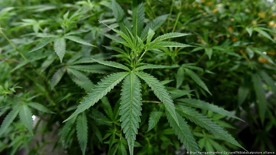 US House passes bill to decriminalize marijuana