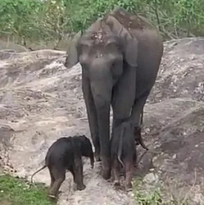Elephant gives birth to twin calves in K'taka