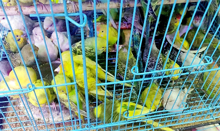 Illegal pet shops & dog breeding industry, worth over Rs 1000 cr, thrive on human avarice, graft in govt