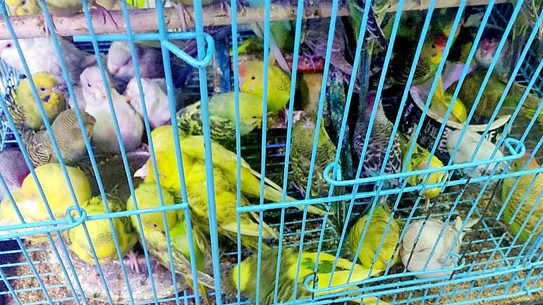 Birds for sale in a cage at a Delhi pet shop