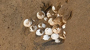 Asani impact: Olive Ridley turtle eggs perish in Ganjam
