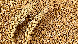 Congress slams wheat export ban, says move 'anti-farmer'