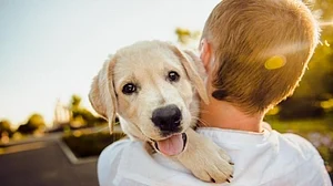 Study finds how dog coronavirus can jump to humans