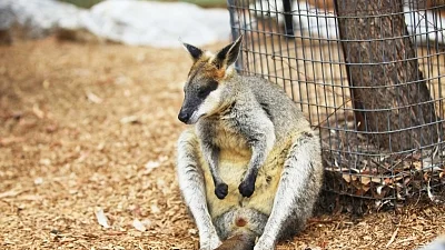 Over 60 Australian species face extinction within 20 years: Study