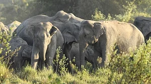 UP's Pilibhit Tiger Reserve to get 4 elephants from K'taka