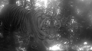 Another man mauled to death by tiger in UP's Lakhimpur Kheri