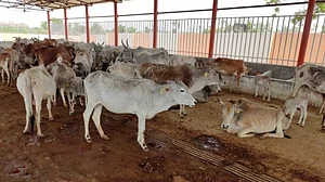 9 UP veterinary officers face action for not tending to gaushalas